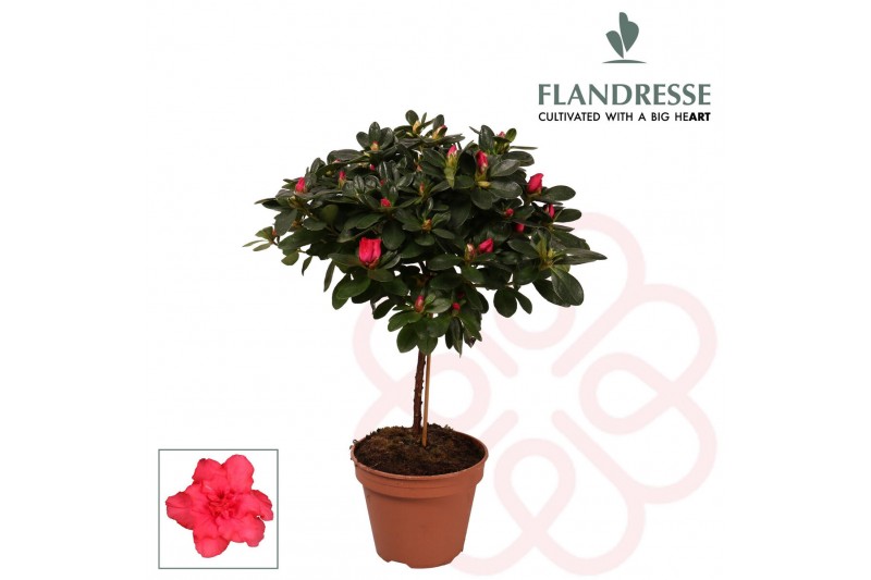 Rhododendron simsii Azalea Flandresse® stam rood 20 - 22 cm22 cm diame 