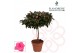 Rhododendron simsii Azalea Flandresse® stam roze 20 - 22 cm22 cm diame 