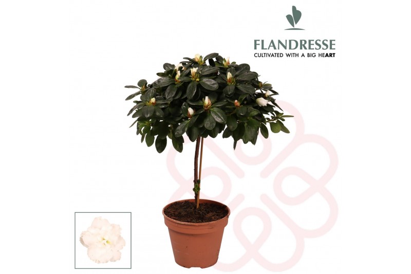 Rhododendron simsii Azalea Flandresse® stam wit 20 - 22 cm22 cm diamet 