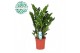 Zamioculcas zamiifolia Zamioculcas p21 8 tak/plnt 