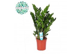 Zamioculcas zamiifolia Zamioculcas p21 8 tak/plnt