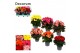 Begonia elatior du. mix Begonia 13cm mix in tray(5 kleuren) Decorum1 p 