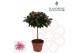Rhododendron simsii Azalea Flandresse® stam bont 20 - 22 cm22 cm diame 