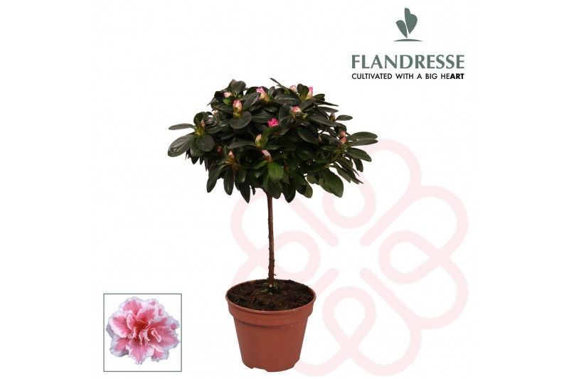 Rhododendron simsii Azalea Flandresse® stam bont 20 - 22 cm22 cm diame 