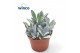 Kalanchoe tomentosa Kalanchoe Tomentosa3 pp 