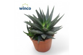 Hawortia herbacea Haworthia Herbaceae1 pp 14