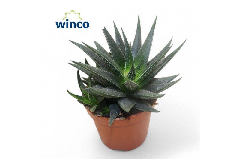 Hawortia herbacea Haworthia Herbaceae1 pp 14 