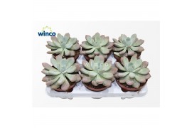 Echeveria Graptoveria Opalina1 pp 1 bl.