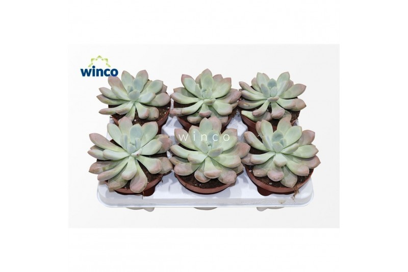 Echeveria Graptoveria Opalina1 pp 1 bl. 