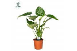 Alocasia cucullata Alocasia Cucullata p24 3 pp