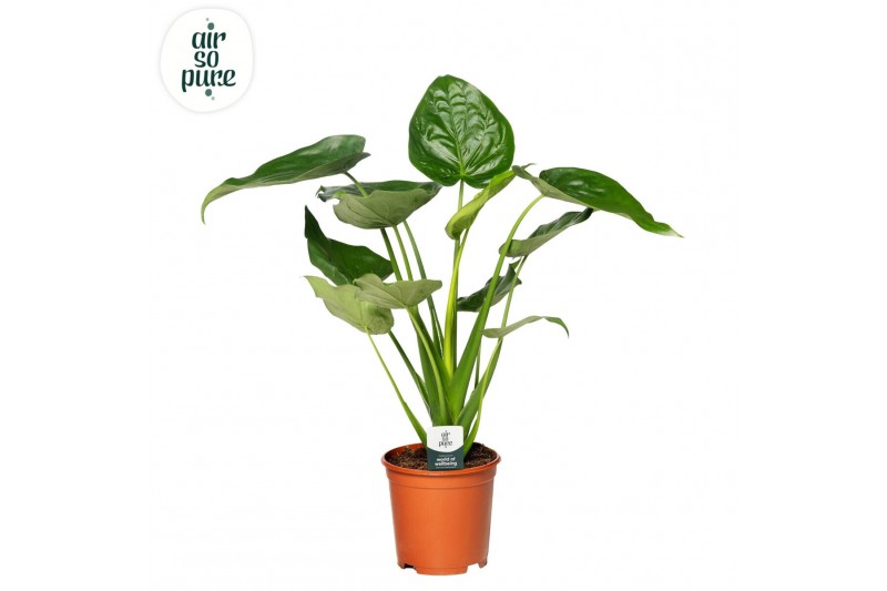 Alocasia cucullata Alocasia Cucullata p24 3 pp 