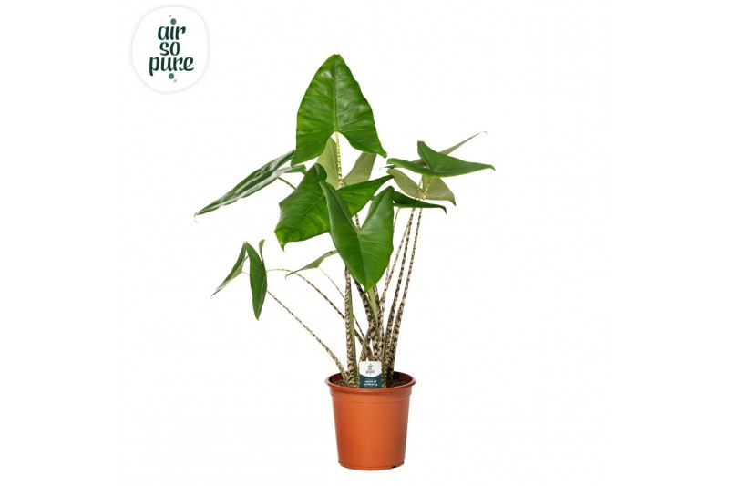 Alocasia zebrina Alocasia Zebrina p24 3 pp 