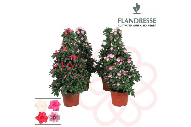 Rhododendron simsii Azalea Flandresse® piramide gemengd 65 cm35 cm dia 