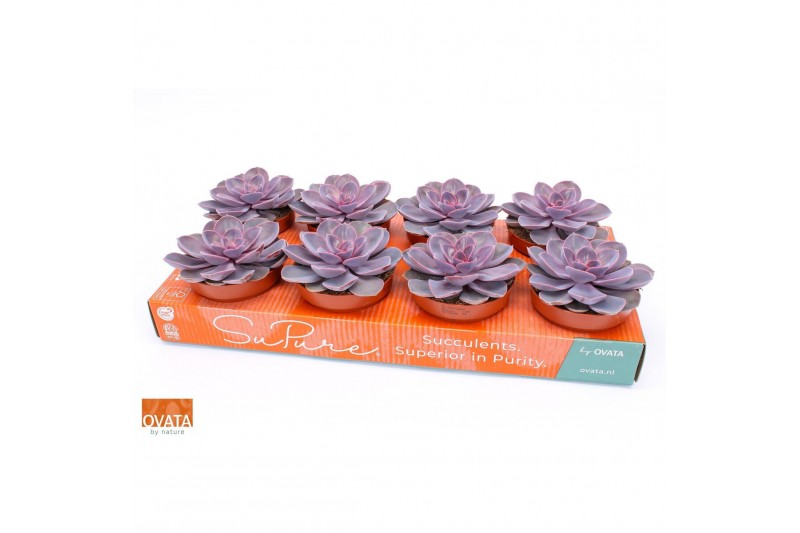 Echeveria purple pearl Echeveria purple pearl 12 