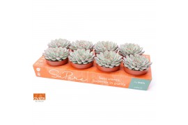 Echeveria pulidonis sky pearl Echeveria sky pearl 12