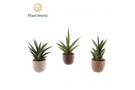 Sansevieria cylindrica Sansevieria luxe mix in pot Lizzy