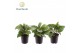Calathea freddie Calathea Freddie 7 cm 1 pp 