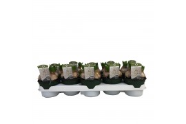 Hyacinthus orientalis white pearl 3pp