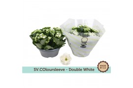 Kalanchoe rosalina menzel Kalanchoë Double White in SV.COloursleeve6 p