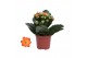 Kalanchoe rosalina don pedro oranje, Zonder hoes 
