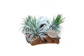 Tillandsia arrangement Tillandsia Christmas kurk 1 pp 1 bl.