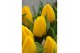 Tulipa Tulp Yellow Flair 5 per pot 