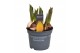 Tulipa Tulp Yellow Flair 5 per pot 