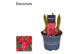 Tulipa Tulp Seadov 3 per pot