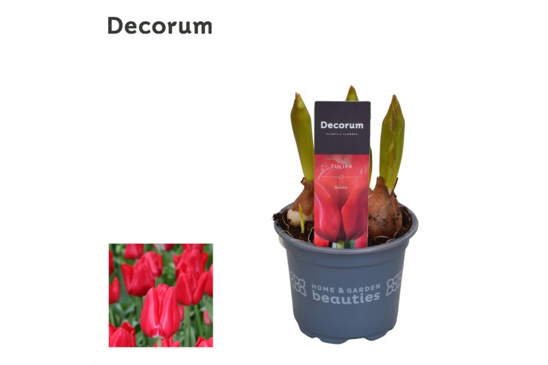 Tulipa Tulp Seadov 3 per pot 
