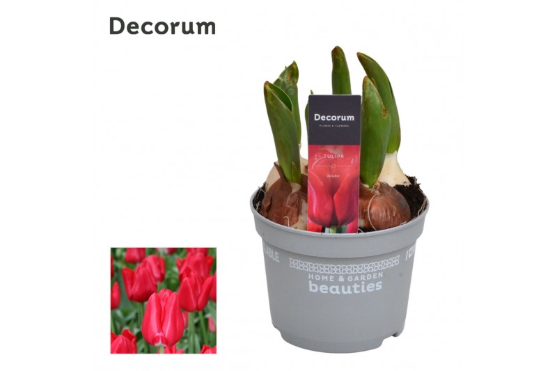 Tulipa Tulp Seadov 5 per pot 