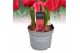 Tulipa Tulp Seadov 5 per pot 