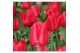Tulipa Tulp Seadov 5 per pot 