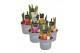 Tulipa mix Tulp gemengd 5 per pot 