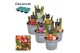 Tulipa mix Tulp gemengd 5 per pot 