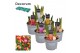 Tulipa mix Tulp gemengd 5 per pot 