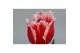 Tulipa (Fringed Grp) New Santa Tulp Intense 5 per pot 