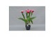 Tulipa (Fringed Grp) New Santa Tulp Intense 5 per pot 