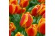 Tulipa flair Tulp Flair 5 per pot 