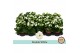 Kalanchoe rosalina menzel Kalanchoë Double White - no sleeve 1 pp 