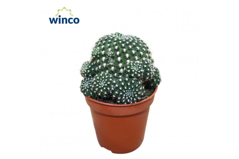 Rebutia muscula Sulcorebutia Heliosoides 