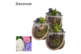 Arrangementen hyacinthus Hyacint Glas met Touw HL13800 [PURE] 1 pp 30 