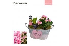 Arrangementen kamerplanten Calandiva & Hyacint Duo Zink HL21704PP [TEN