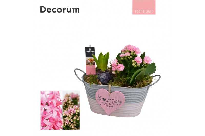 Arrangementen kamerplanten Calandiva & Hyacint Duo Zink HL21704PP [TEN 