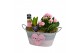 Arrangementen kamerplanten Calandiva & Hyacint Duo Zink HL21704PP [TEN 