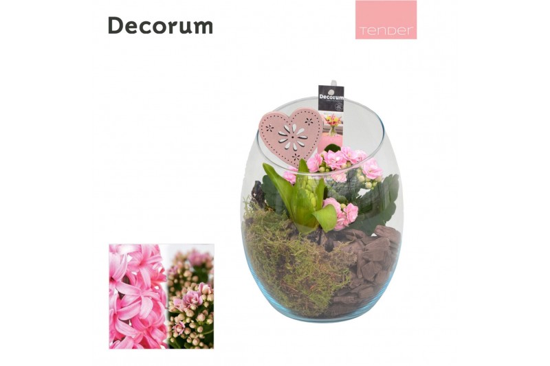 Arrangementen kamerplanten Calandiva & Hyacint Oblique HL21174PP [TEND 