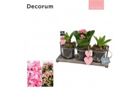 Arrangementen kamerplanten Calandiva & Hyacint Serviro HL29854PP [TEND