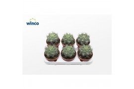 Gymnocalycium saglionis Gymnocalycium Saglyonis