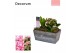 Arrangementen kamerplanten Calandiva & Hyacint Wooden Love HL23254PP [ 