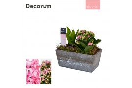 Arrangementen kamerplanten Calandiva & Hyacint Wooden Love HL23254PP [