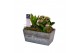 Arrangementen kamerplanten Calandiva & Hyacint Wooden Love HL23254PP [ 